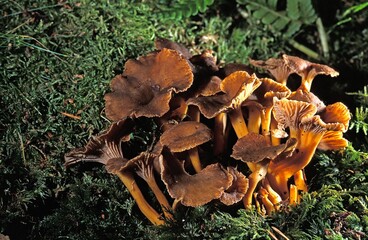 AUTUMN CHANTERELLE cantharellus tubiformis, EDIBLE MUSHROOM, NORMANDY IN FRANCE