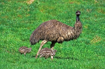 EMU dromaius novaehollandiae, FEMALE WITH CHICK, AUSTRALIA