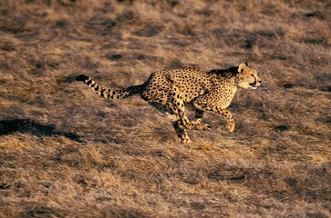 CHEETAH acinonyx jubatus, ADULT HUNTING, MASAI MARA PARK, KENYA