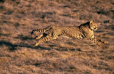 CHEETAH acinonyx jubatus, ADULT HUNTING, MASAI MARA PARK, KENYA
