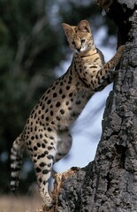 SERVAL leptailurus serval, ADULT STANDING ON HIND LEGS