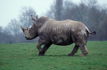 Obraz premium WHITE RHINOCEROS ceratotherium simum, ADULT RUNNING