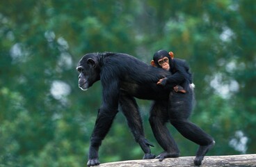 CHIMPANZEE pan troglodytes, FEMALE CARRYING YOUNG ON ITS BACK