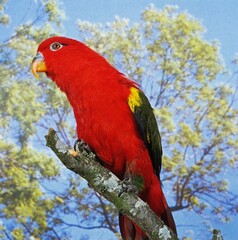 CHATTERING LORY lorius garrulus, ADULTE STANDING ON BRANCH