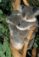 KOALA phascolarctos cinereus, FEMALE WITH JOEY ON ITS BACK, AUSTRALIA
