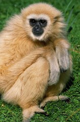 Fototapeta premium WHITE-HANDED GIBBON hylobates lar, ADULT STANDING ON GRASS
