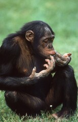 CHIMPANZEE pan troglodytes, ADULT