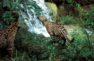 JAGUAR panthera onca, ADULTS NEAR WATERHOLE