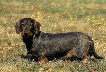 WIRE-HAIRED DACHSHUND, ADULT STANDING ON GRASS