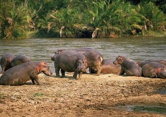 HIPPOPOTAMUS hippopotamus amphibius, GROUP STANDING AT EDGE OF MARA RIVER, MASAI MARA PARK, KENYA