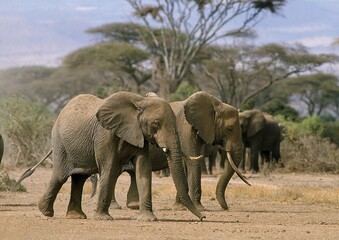 AFRICAN ELEPHANT loxodonta africana, GROUP IN AMBOSELI PARK, KENYA © slowmotiongli