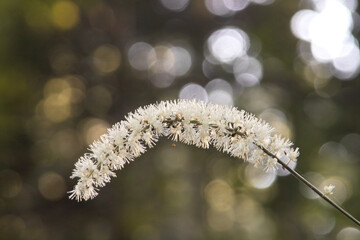 サラシナショウマ