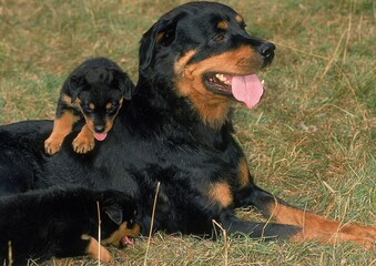 ROTTWEILER DOG, FEMALE WITH PUP LAYING DOWN ON GRASS