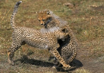 CHEETAH acinonyx jubatus, CUB PLAYING, MASAI MARA PARK, KENYA