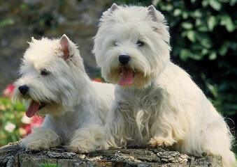 WEST HIGHLAND WHITE TERRIER, PAIR OF ADULTS