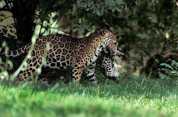 JAGUAR panthera onca, FEMALE CARRYING CUB IN ITS MOUTH
