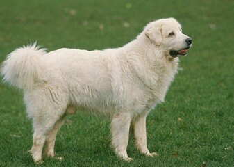 POLISH TATRA SHEEPDOG, ADULT STANDING ON GRASS