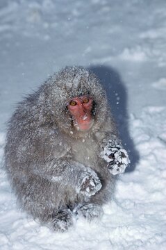 JAPANESE MACAQUE macaca fuscata, ADULT COVERED WITH SNOW, HOKKAIDO ISLAND IN JAPAN