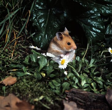 GOLDEN HAMSTER mesocricetus auratus, ADULT