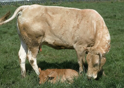 BLONDE D'AQUITAINE, A FRENCH BREED, COW WITH CALF