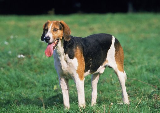 ENGLISH FOXHOUND, ADULT STANDING ON GRASS