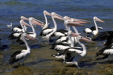 AUSTRALIAN PELICAN pelecanus conspicillatus, GROUP ENTERING WATER, AUSTRALIA