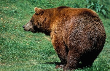 Fototapeta premium BROWN BEAR ursus arctos, ADULT STANDING ON GRASS