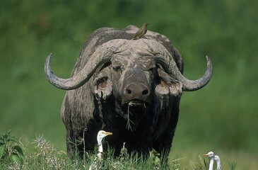AFRICAN BUFFALO syncerus caffer, ADULT WITH OXPECKER AND CATTLE EGRET, MASAI MARA PARK IN KENYA