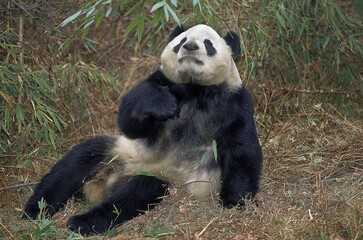 Obraz na płótnie Canvas GIANT PANDA ailuropoda melanoleuca, WOLONG RESERVE IN SICHUAN PROVINCE, CHINA