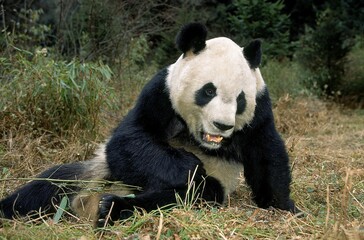 GIANT PANDA ailuropoda melanoleuca, WOLONG RESERVE IN SICHUAN PROVINCE, CHINA