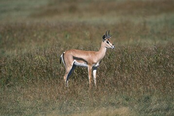 GRANT'S GAZELLE gazella granti, ADULT LOOKING AROUND, KENYA