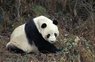 Obraz na płótnie Canvas GIANT PANDA ailuropoda melanoleuca, WOLONG RESERVE IN SICHUAN PROVINCE, CHINA