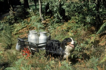 BERNESE MOUNTAIN DOG, ADULT PULLING A CART WITH MILK CHURN