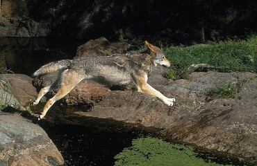 EUROPEAN WOLF canis lupus, ADULT LEAPING OVER WATER