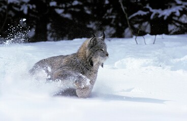 CANADIAN LYNX lynx canadensis, ADULT RUNNING THROUGH SNOW, CANADA