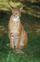 EUROPEAN LYNX felis lynx, ADULT WIHT EUROPEAN RABBIT KILL