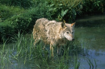 EUROPEAN WOLF canis lupus, ADULT STANDING IN WATER
