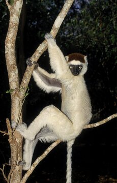 VERREAUX'S SIFAKA propithecus verreauxi, ADULT HANGING IN TREE, BERENTY RESERVE IN MADAGASCAR