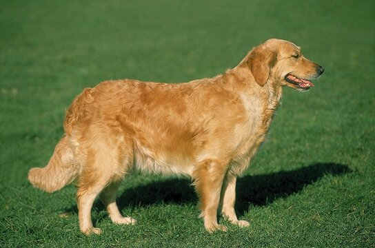 GOLDEN RETRIEVER DOG, ADULT STANDING ON GRASS