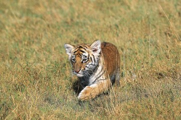 Fototapeta na wymiar BENGAL TIGER panthera tigris tigris, CUB WALKING ON DRY GRASS