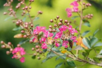 咲き始めたサルスベリ