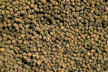 GREEN PEPPERCORN