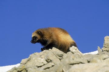 NORTH AMERICAN WOLVERINE gulo gulo luscus, ADULT STANDING ON ROCK, CANADA