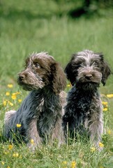 KORTHAL DOG OR WIRE-HAIRED GRIFFON, PUP SITTING ON GRASS