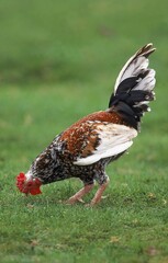 DOMESTIC COCK, ADULT EATING