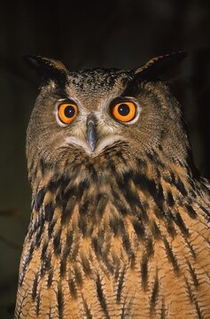 EUROPEAN EAGLE OWL bubo bubo, PORTRAIT OF ADULT
