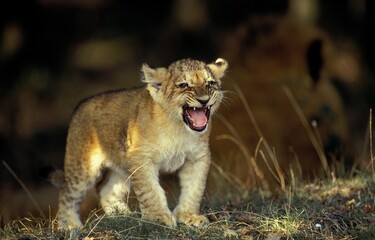 AFRICAN LION panthera leo, CUB CALLING FOR MOTHER, KENYA