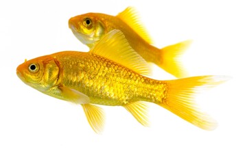 Goldfish, carassius auratus, Adults Against White Background