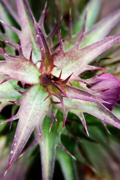 Garden Flower