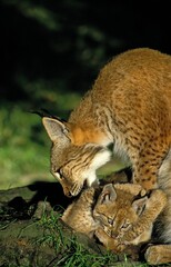 EUROPEAN LYNX felis lynx, FEMALE WITH CUB